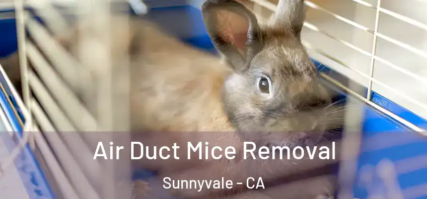  Air Duct Mice Removal Sunnyvale - CA